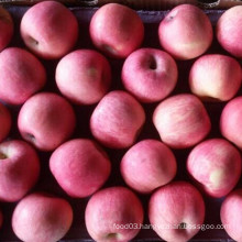 Supplying High Quality Sweet Red FUJI Apple